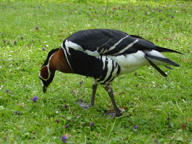 a goose in st james park